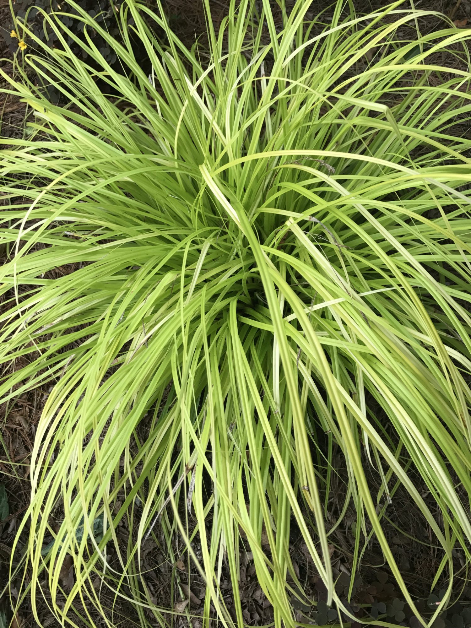 Carex oshimensis 'Everillo'