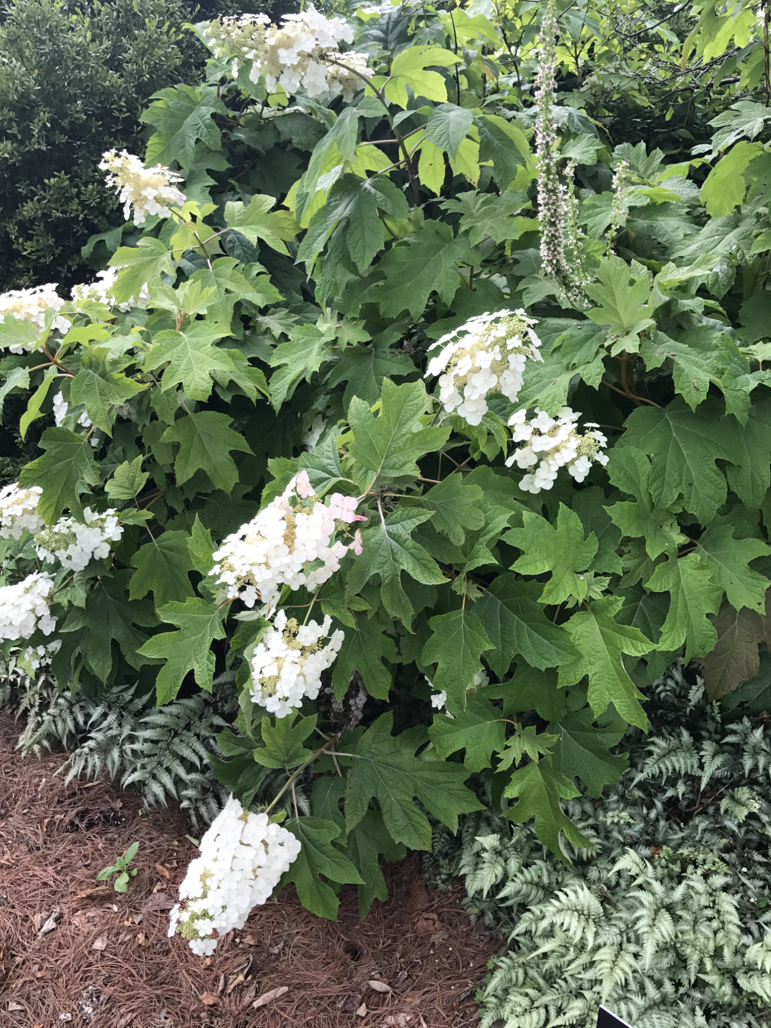 Hydrangea quercifolia