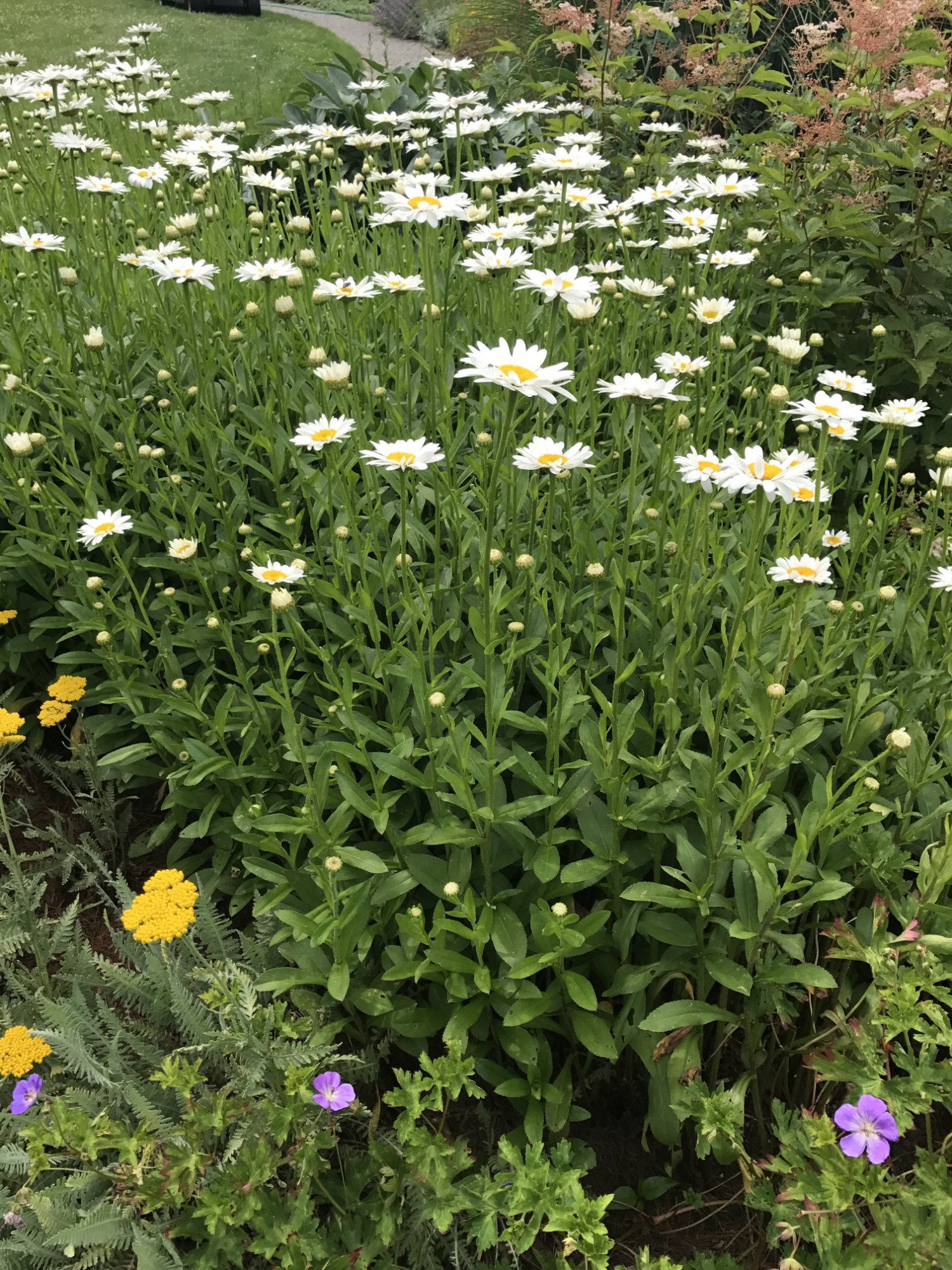 Leucanthemum X superbum ' Becky'