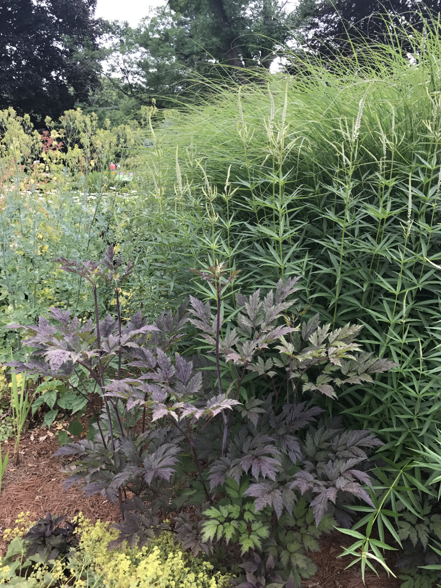 Actaea simplex 'Hillside Black Beauty'