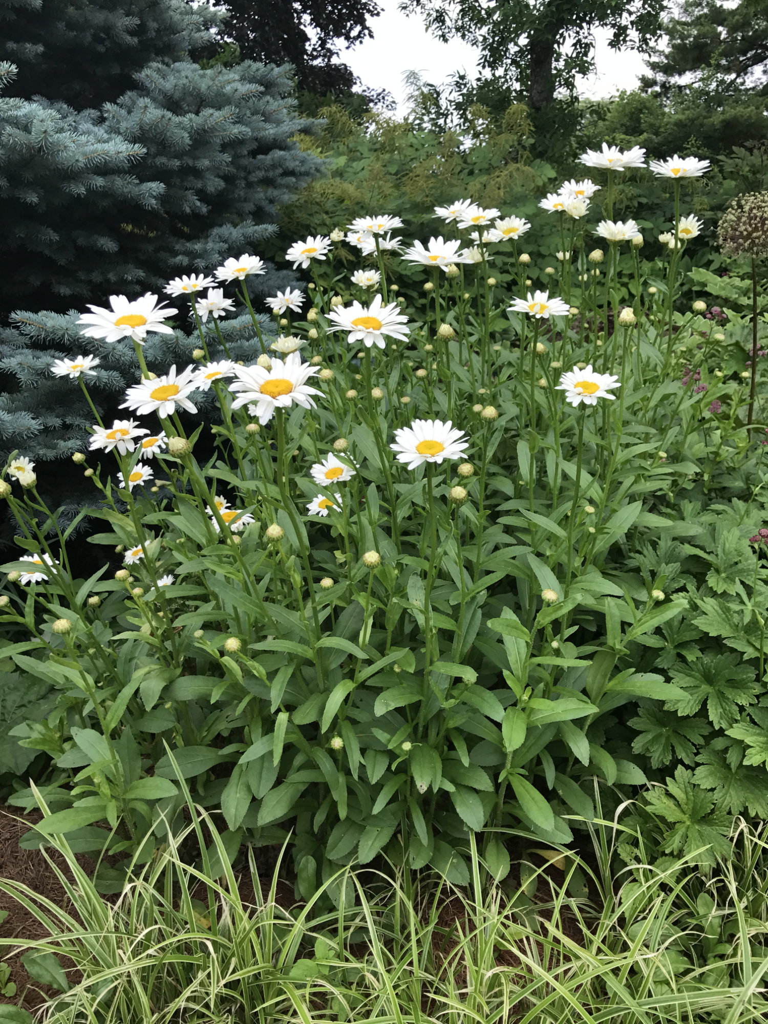 Leucanthemum X superbum 'Becky'