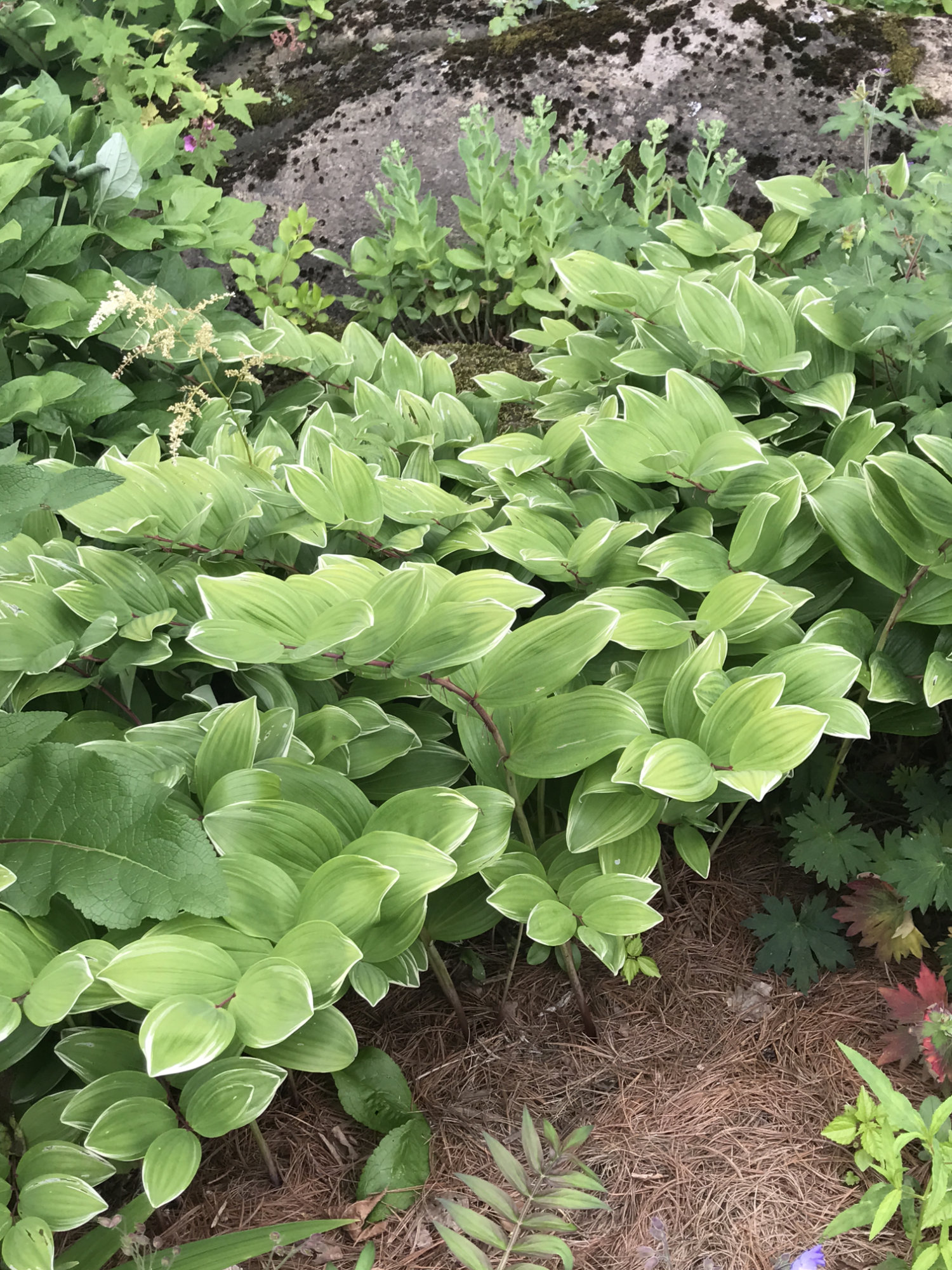 Polygonatum odoratum 'Variegatum' 