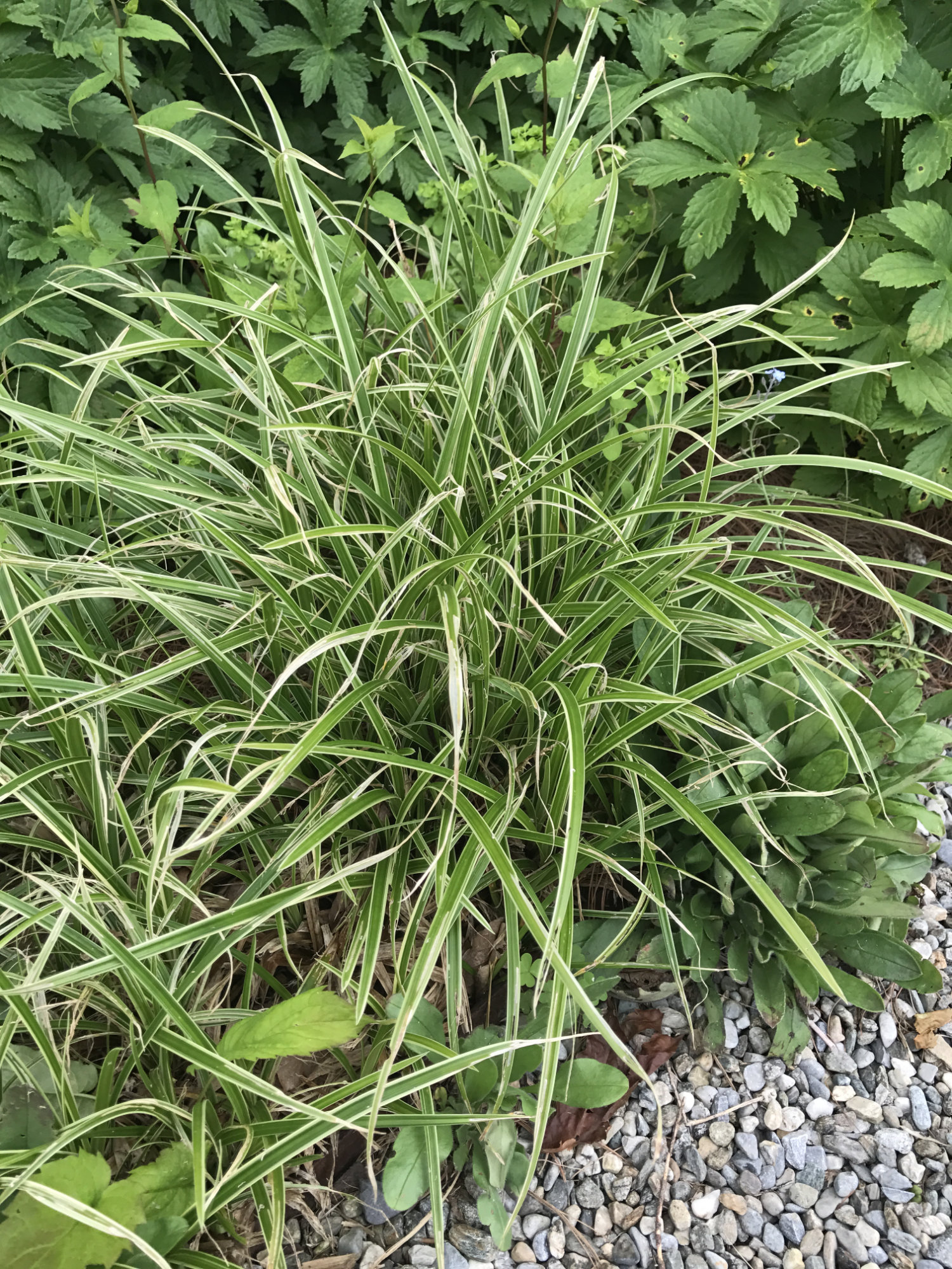 Carex 'Ice Dance'