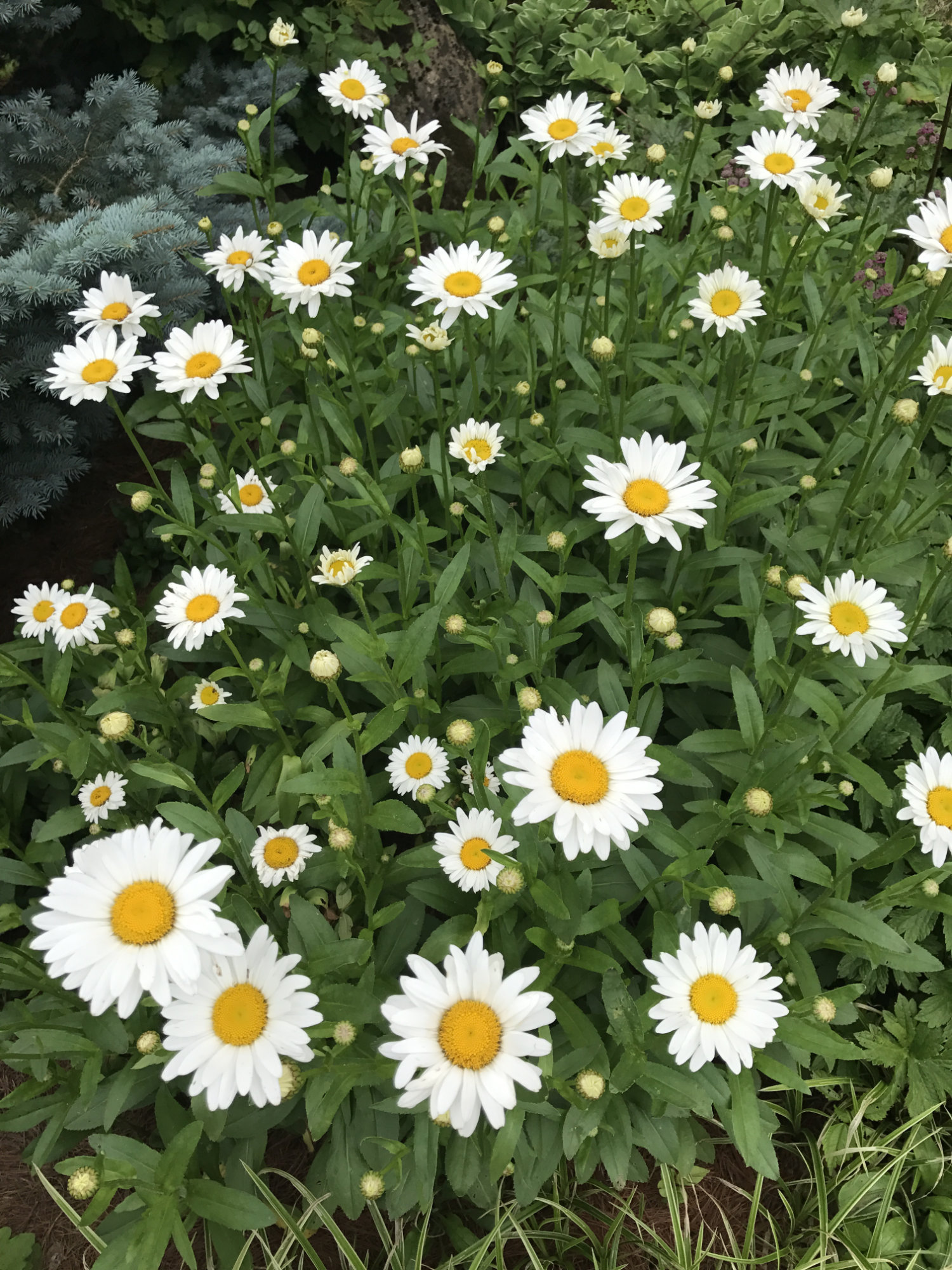 Leucanthemum X superbum 'Becky'