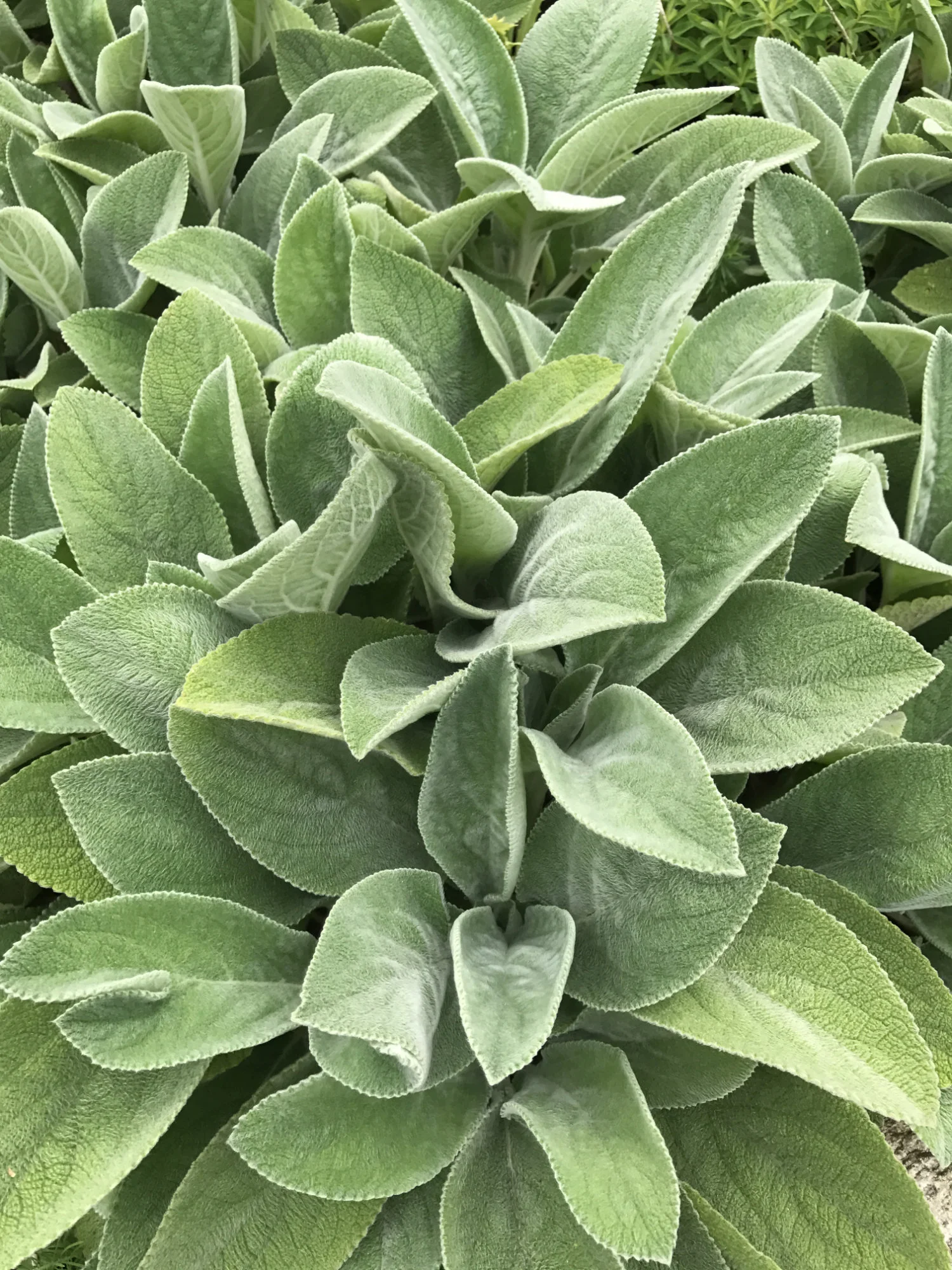 Stachys byzantina 'Big Ears'