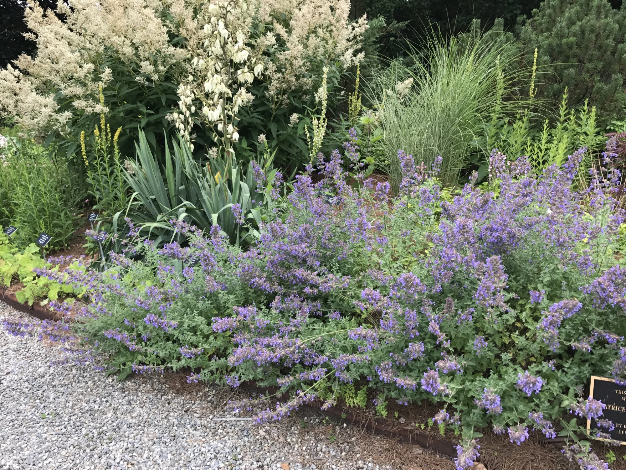 Nepeta racemosa 'Walkers Low'