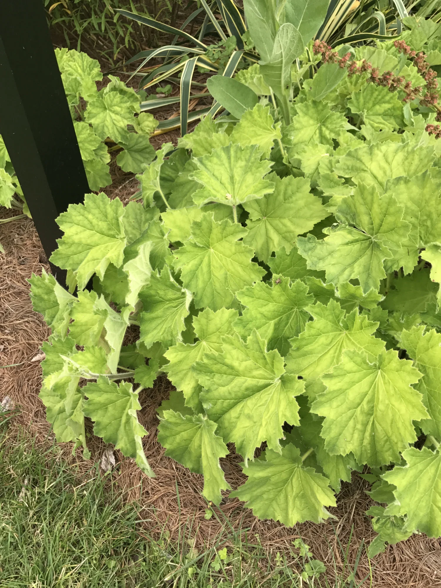 Heuchera villosa 'Autumn Bride'
