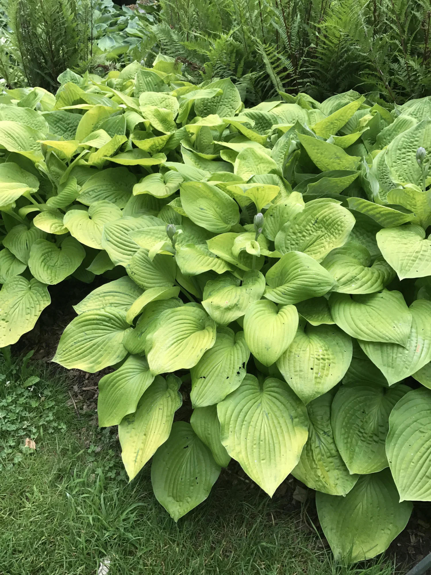Hosta 'August Moon'