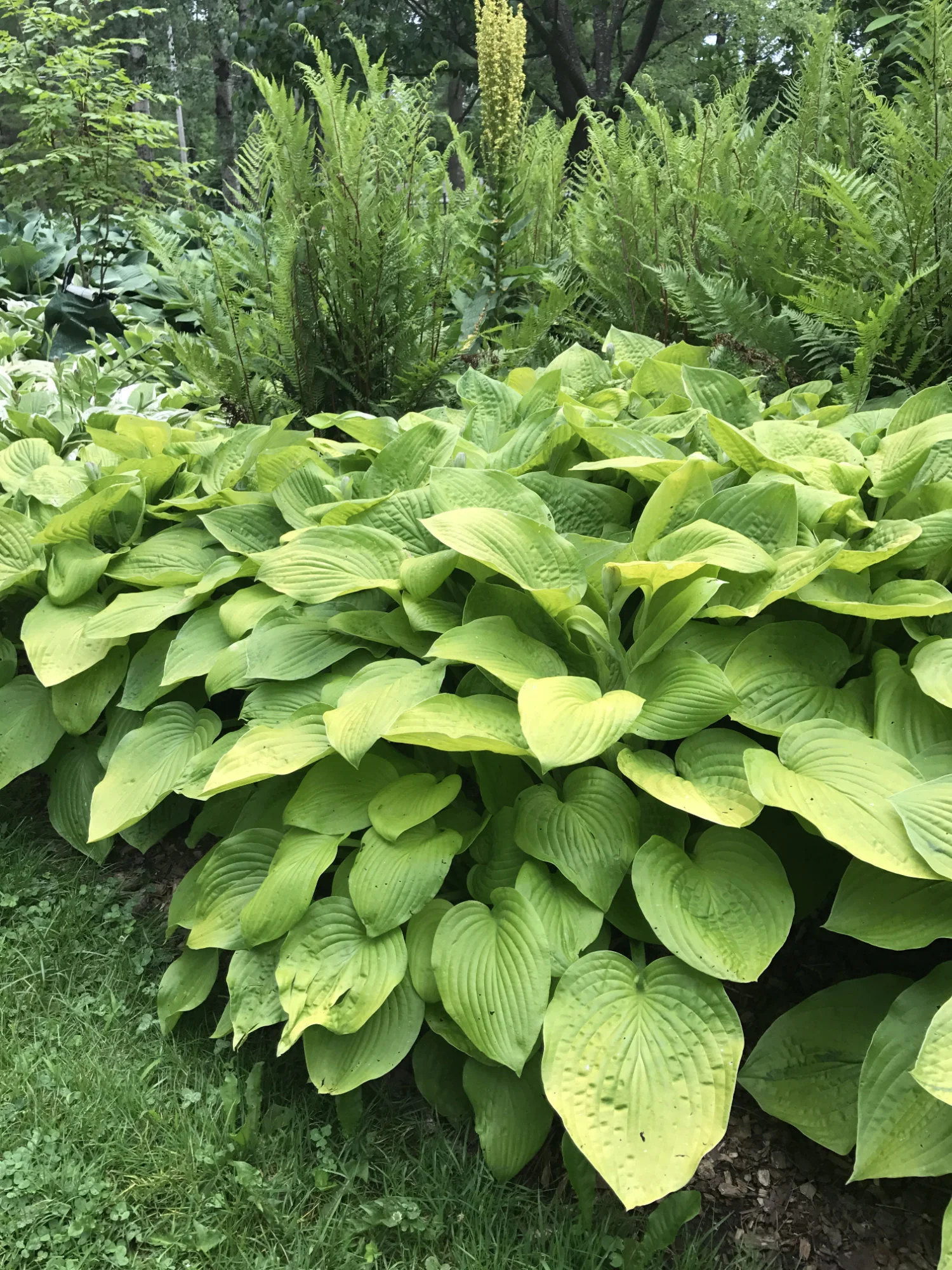 Hosta 'August Moon'