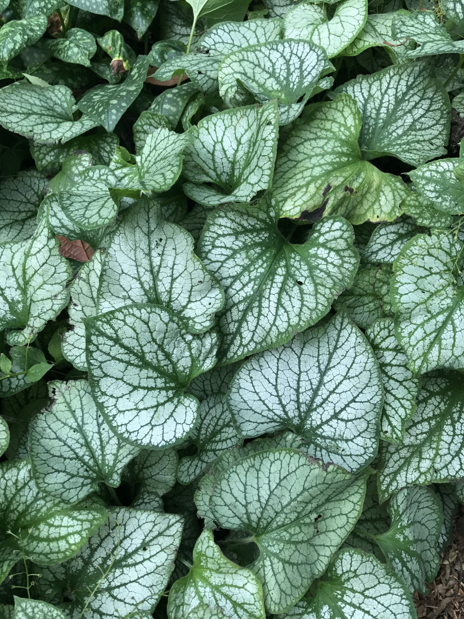Brunnera macrophylla 'Jack Frost'