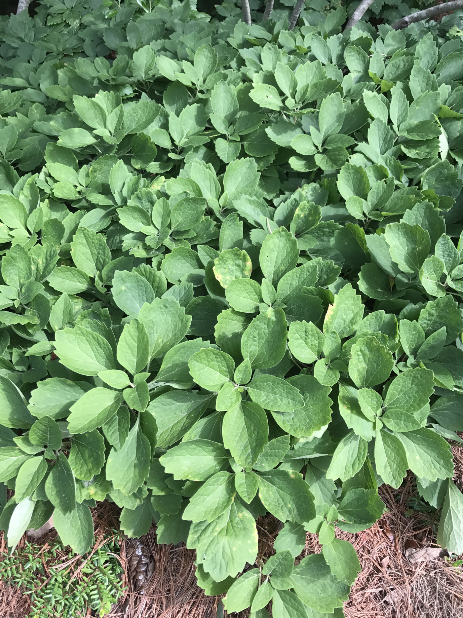 Pachysandra procumbens