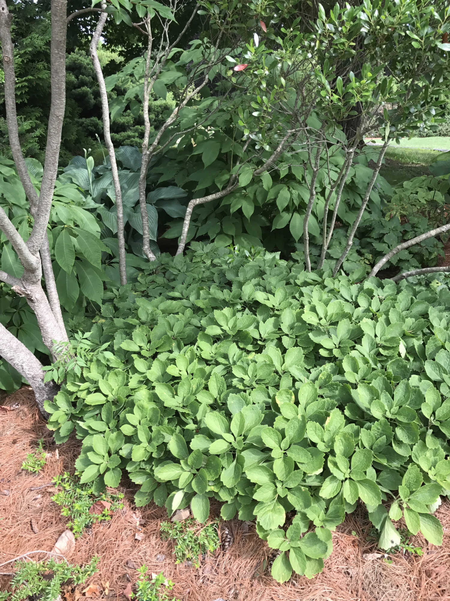 Pachysandra procumbens