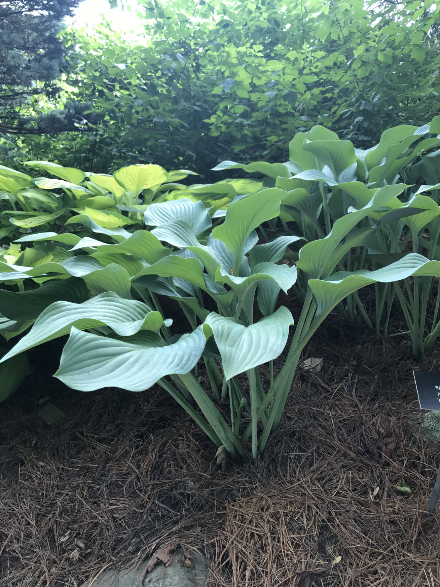 Hosta 'Krossa Regal'