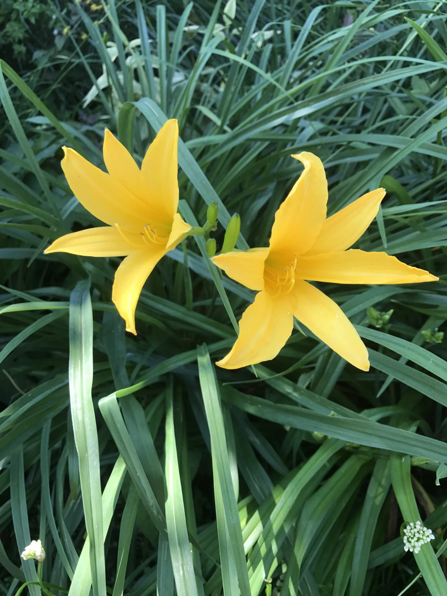 Hemerocallis 'Jungle Beauty'