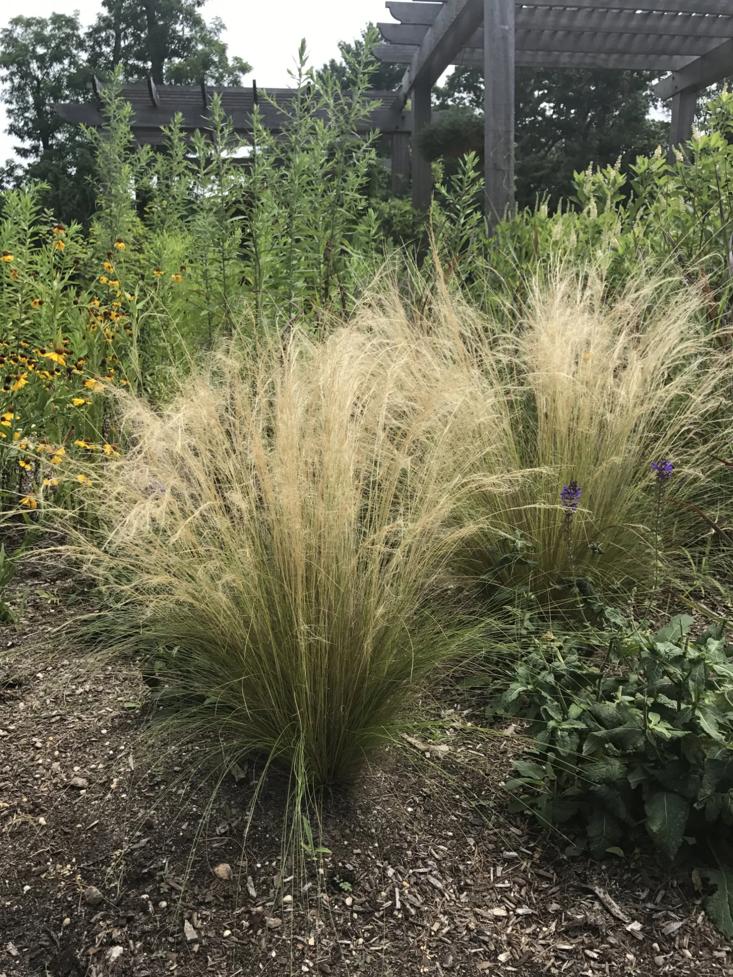 Stipa tenuissima