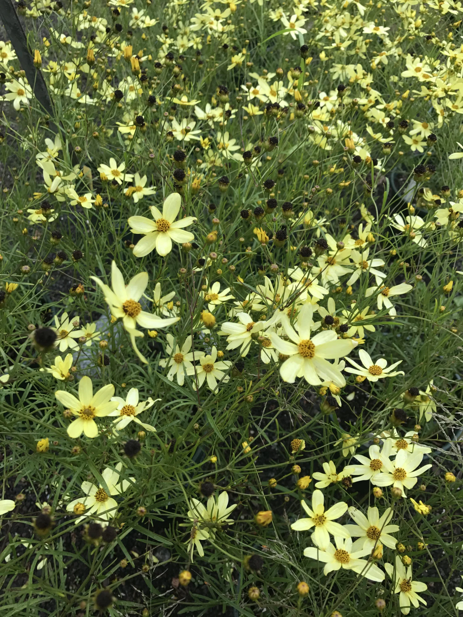Coreopsis verticillata 'Moonbeam'