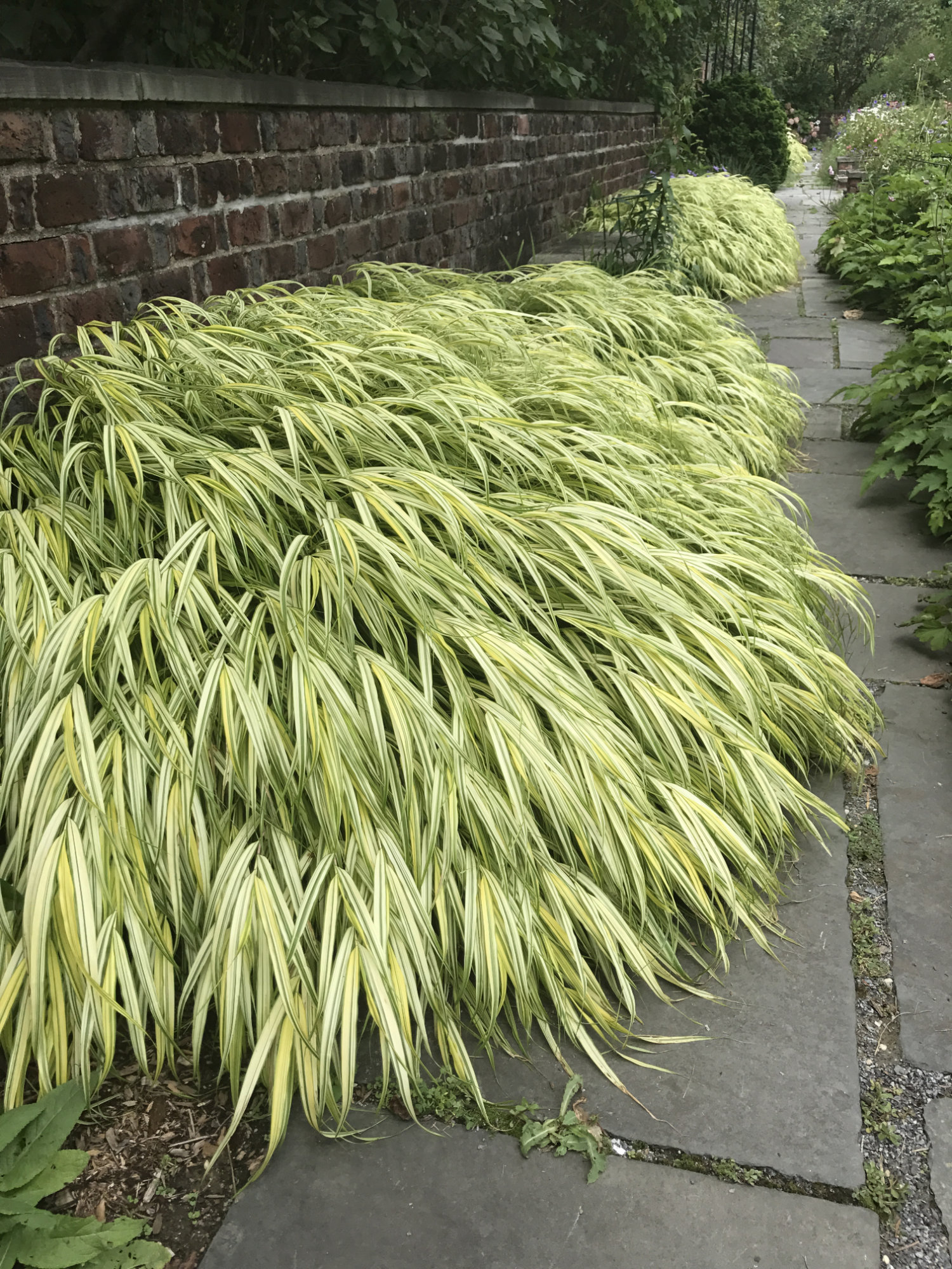 Hakonechloa macra 'Aureola'