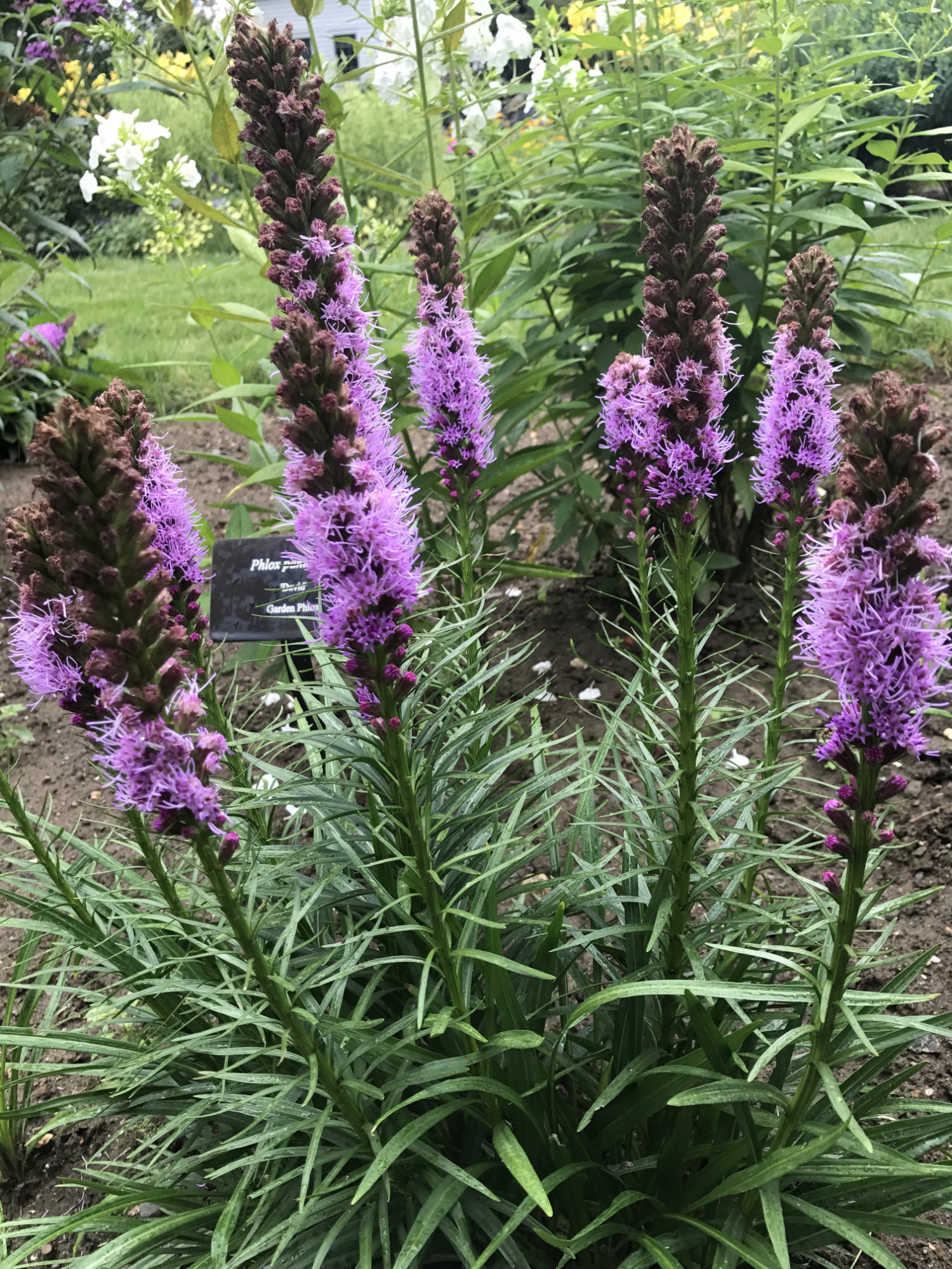 Liatris_spicata 'Kobold'
