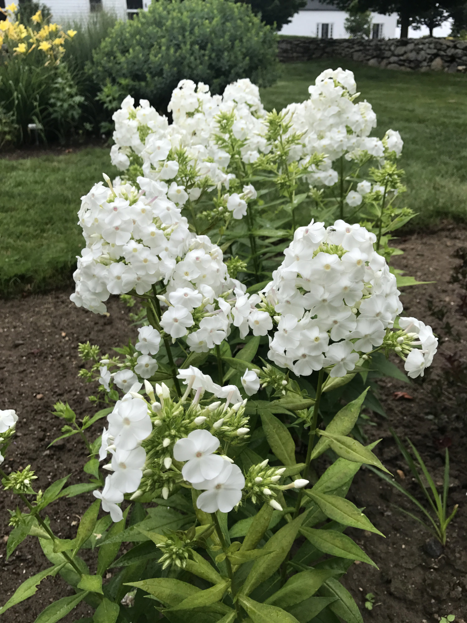 Phlox paniculata 'David'
