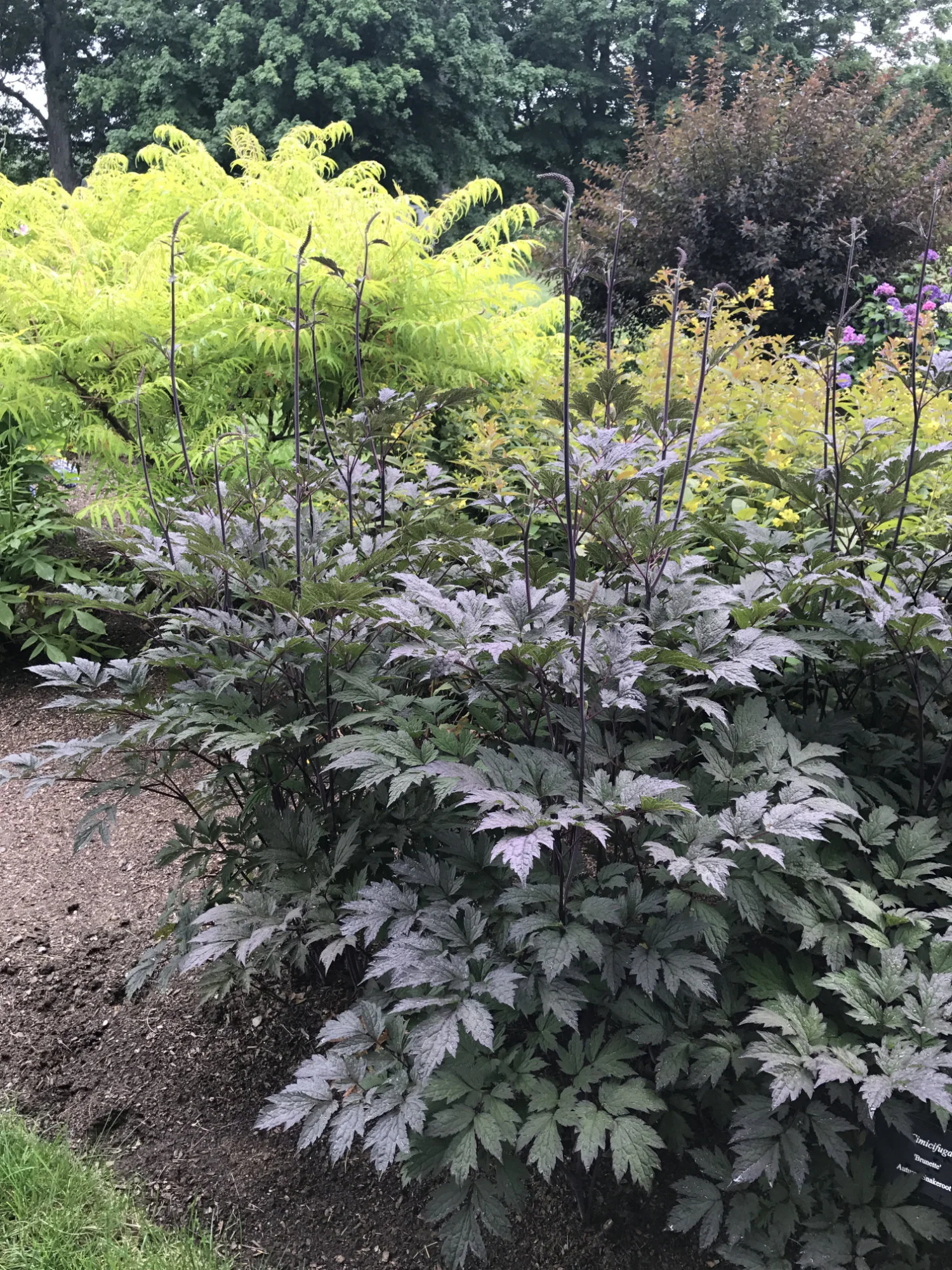 Actaea 'Brunette'