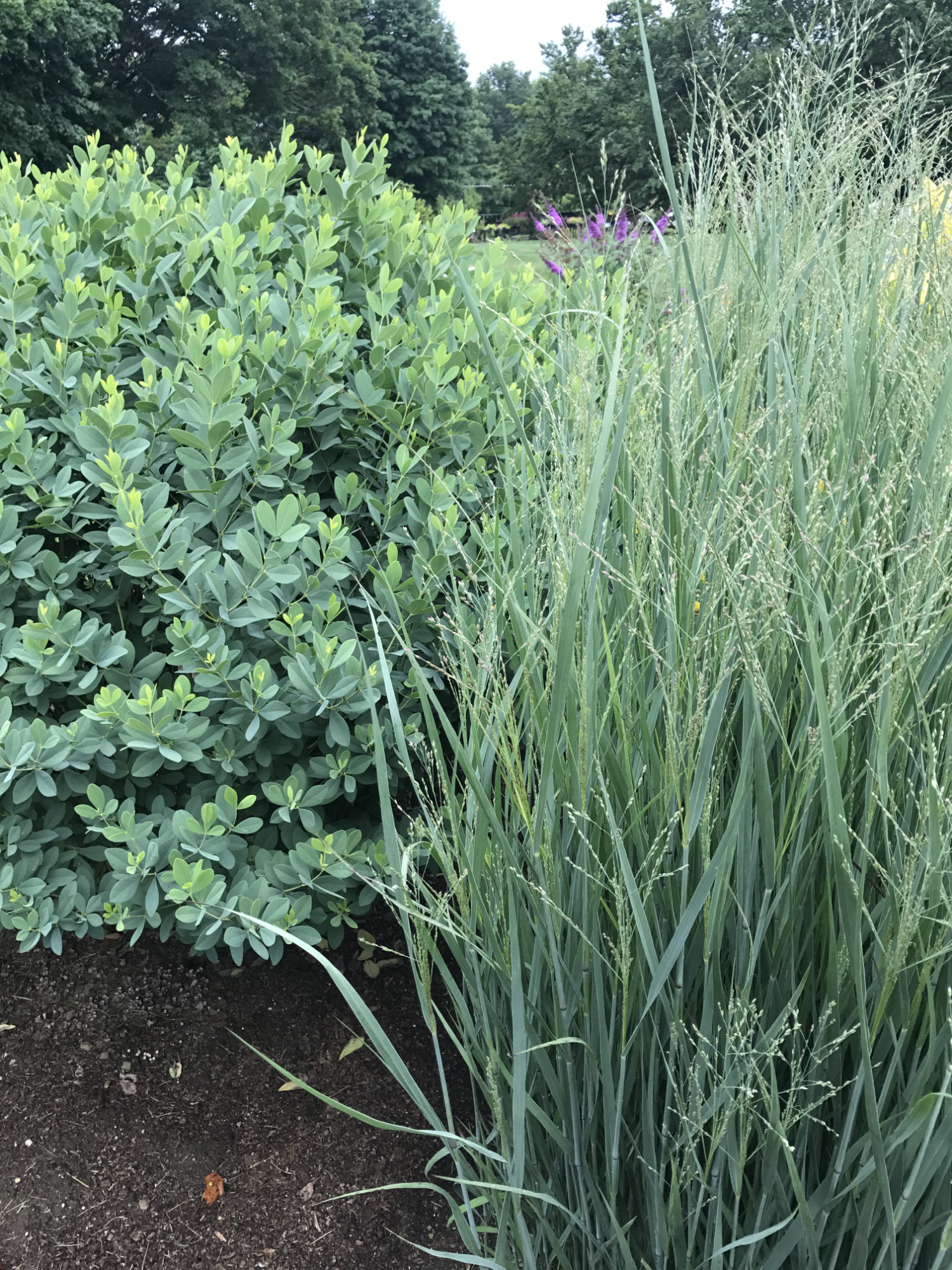 Panicum virgatum 'Heavy Metal'