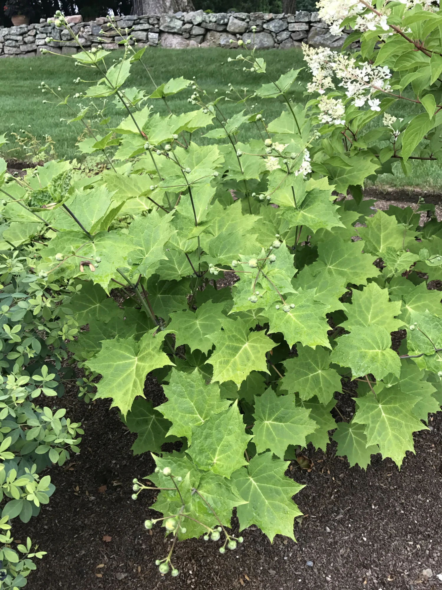 Kirengeshoma palmata
