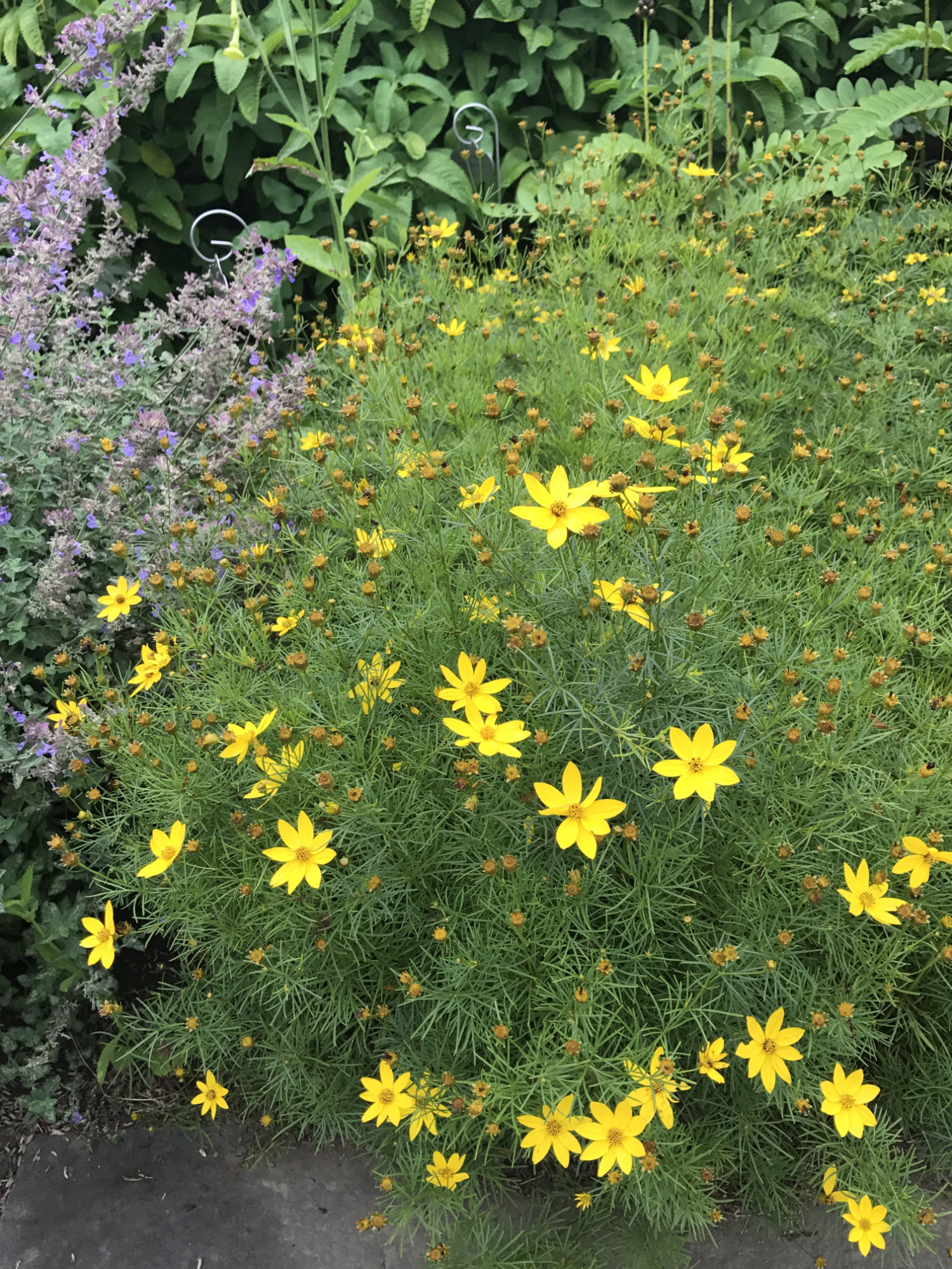Coreopsis verticillata 'Zagreb'