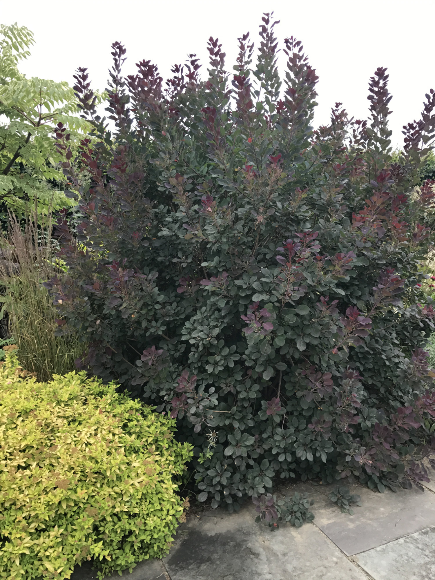 Cotinus coggygria cv.