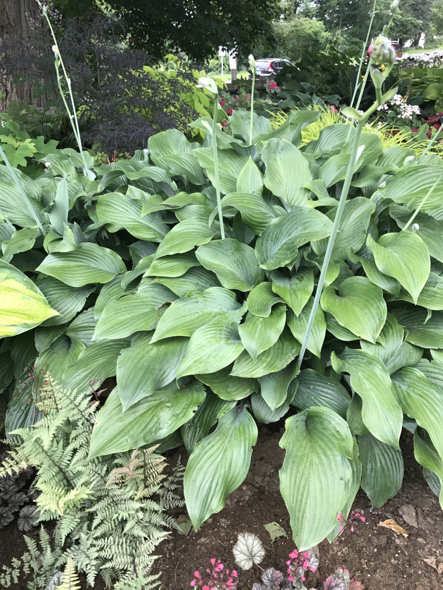 Hosta 'Krossa Regal'