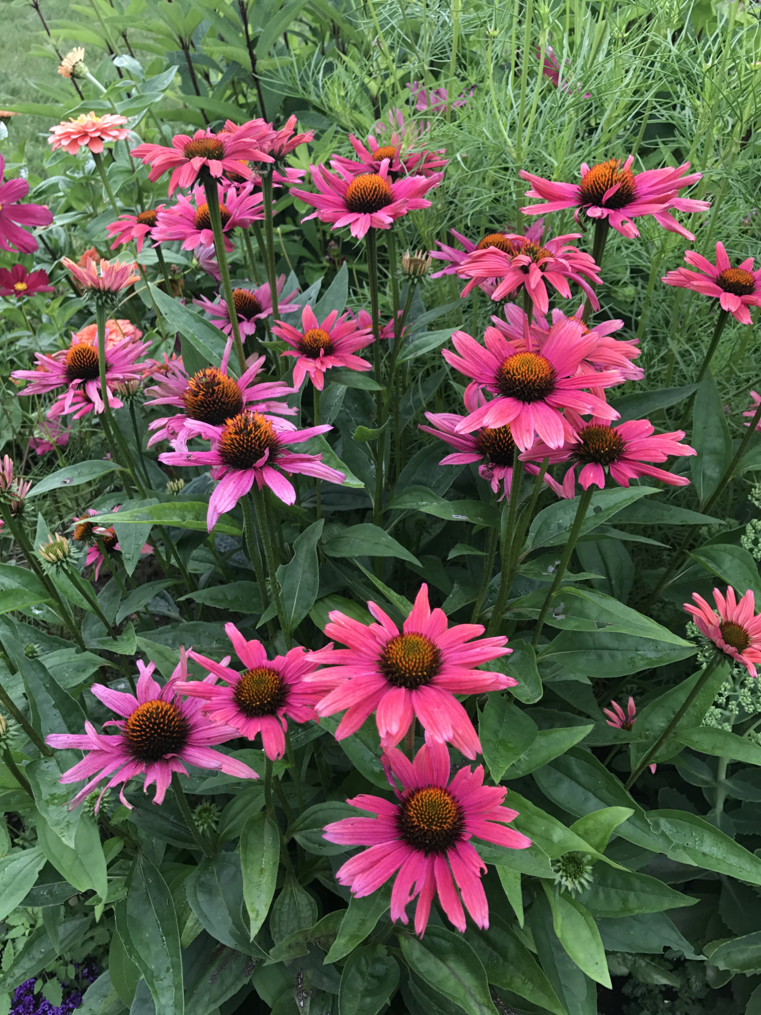 Echinacea 'Mama Mia'