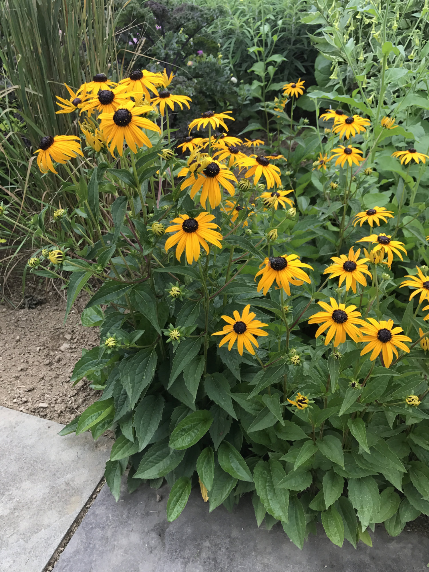 Rudbeckia 'Goldsturm'