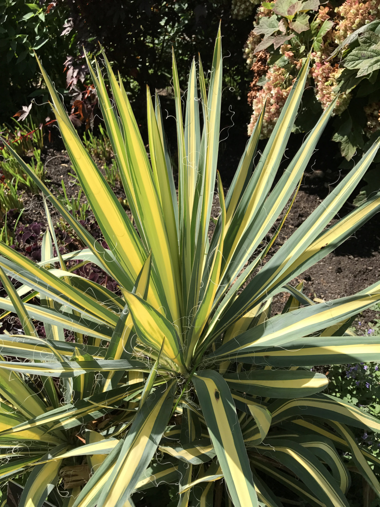 Yucca filamentosa 'Color Guard'