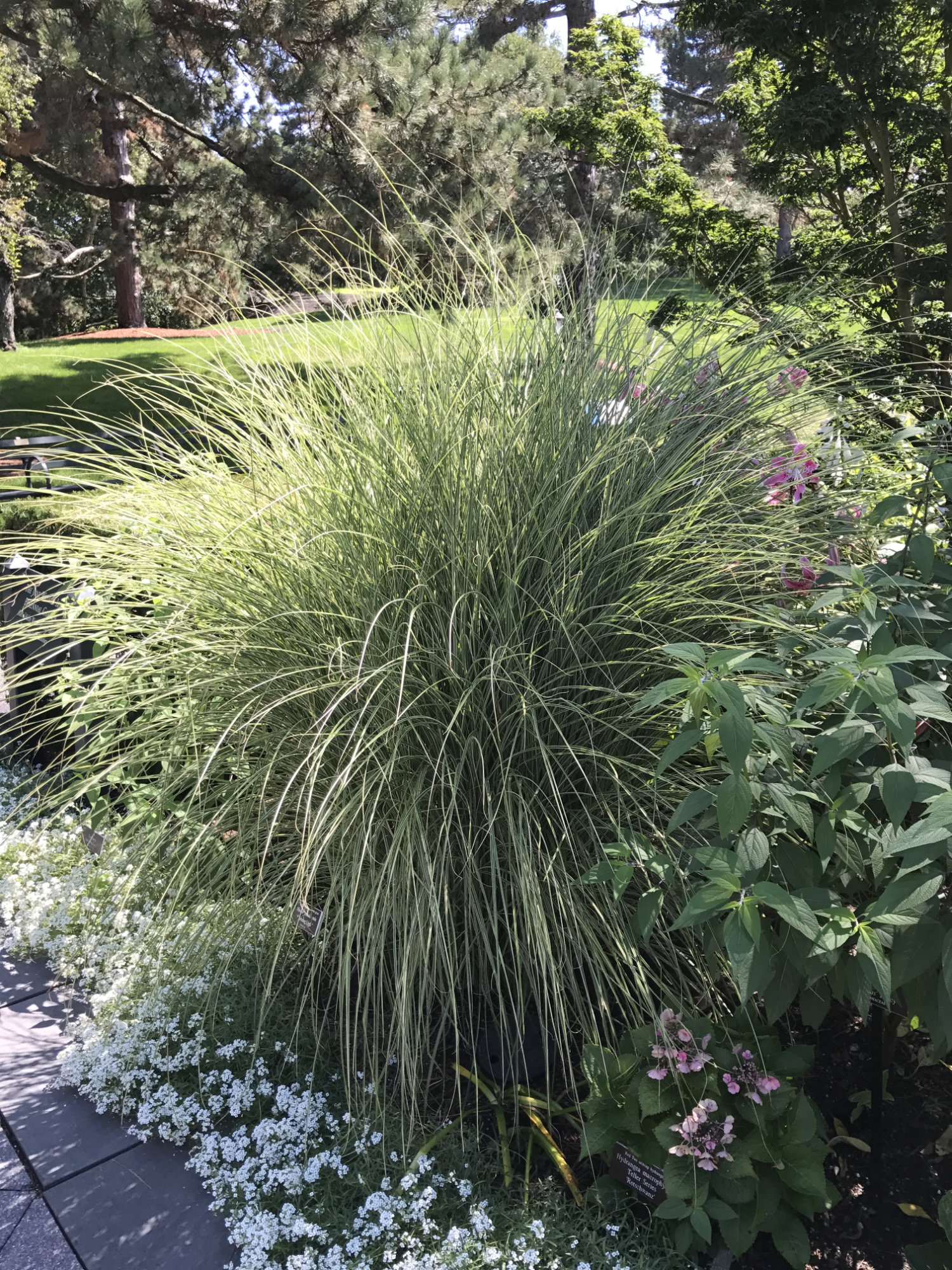 Miscanthus sinensis 'Morning Light'