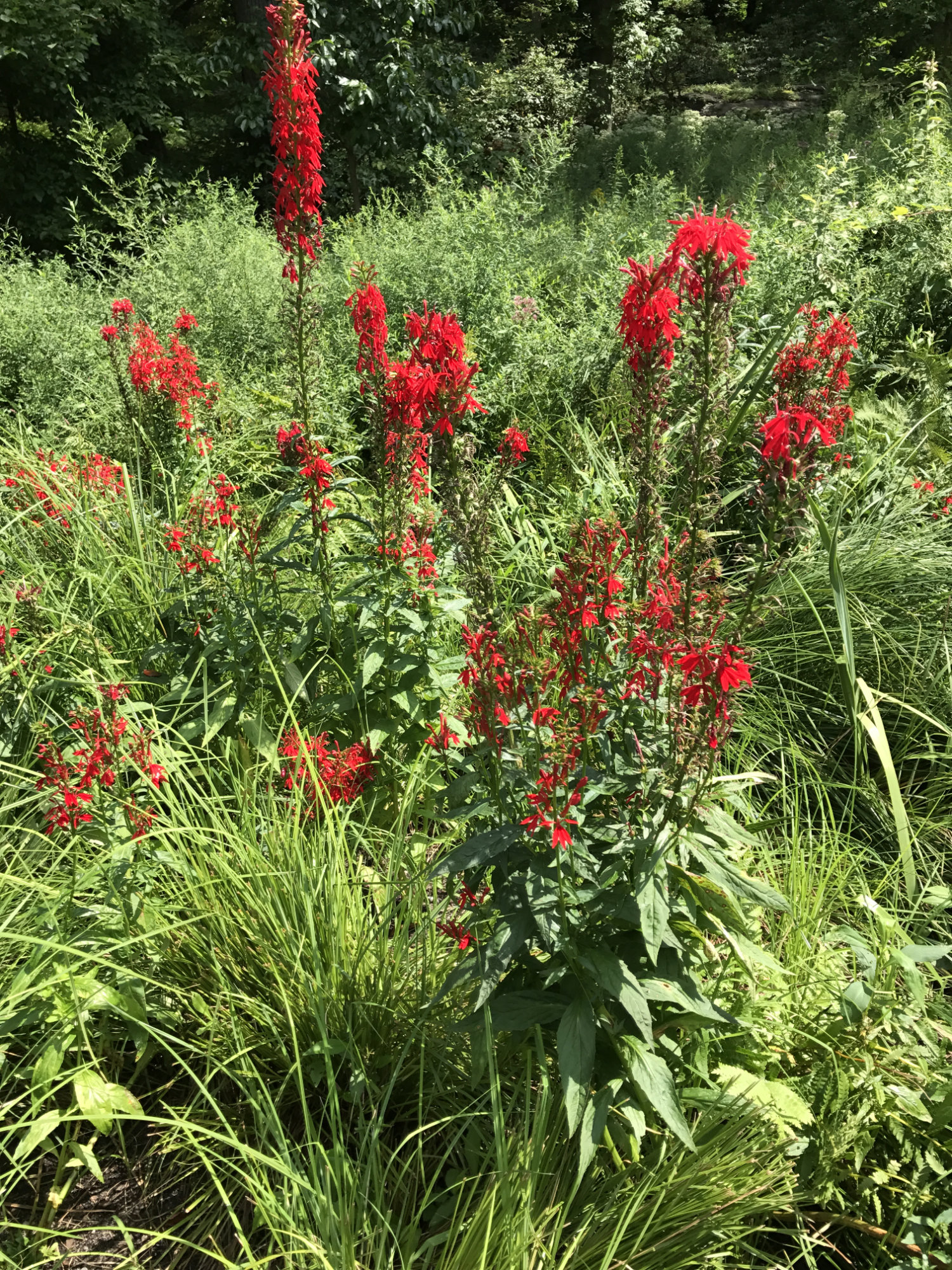 Lobelia cardinalis