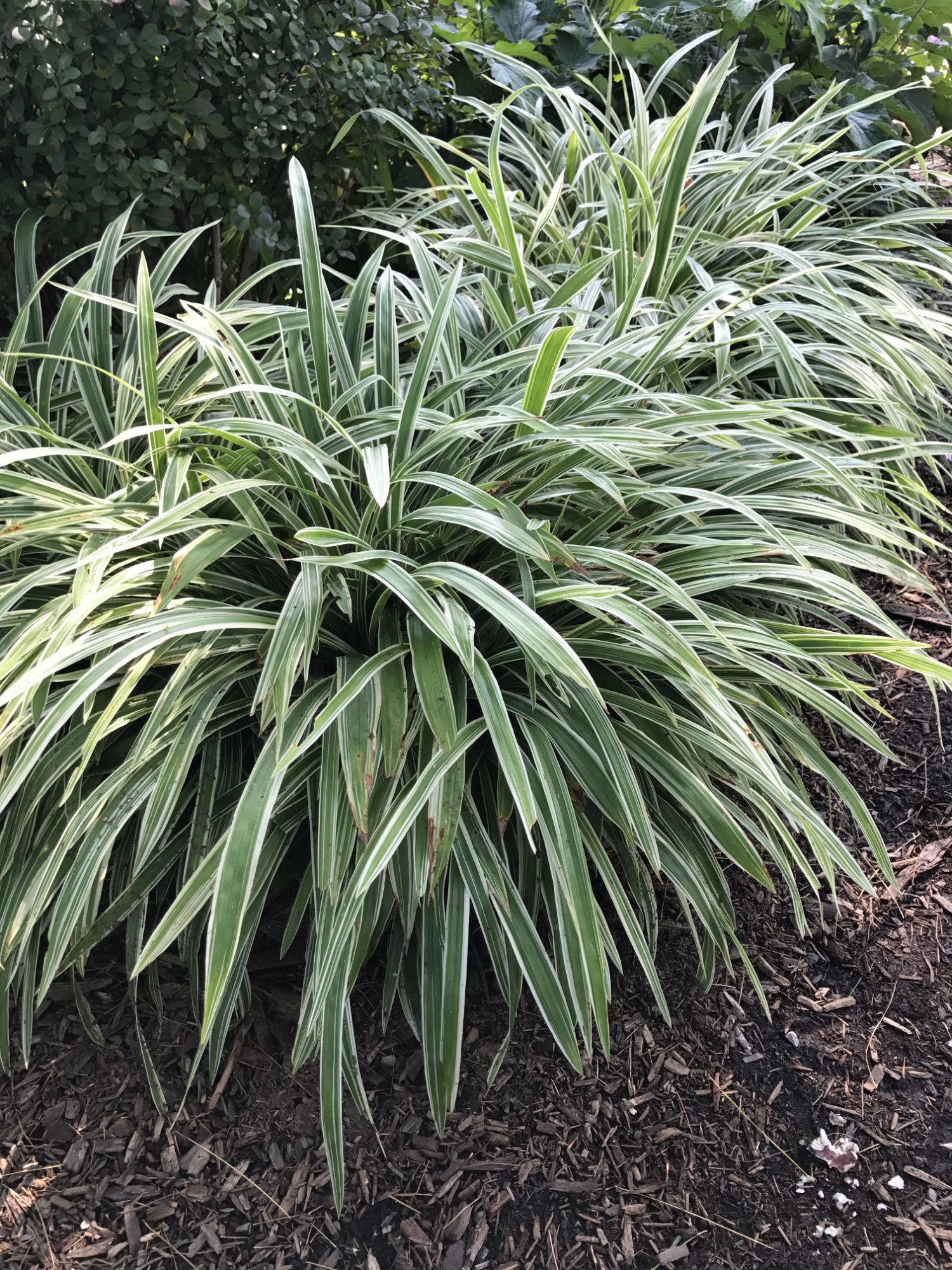 Carex morrowii 'Variegata'