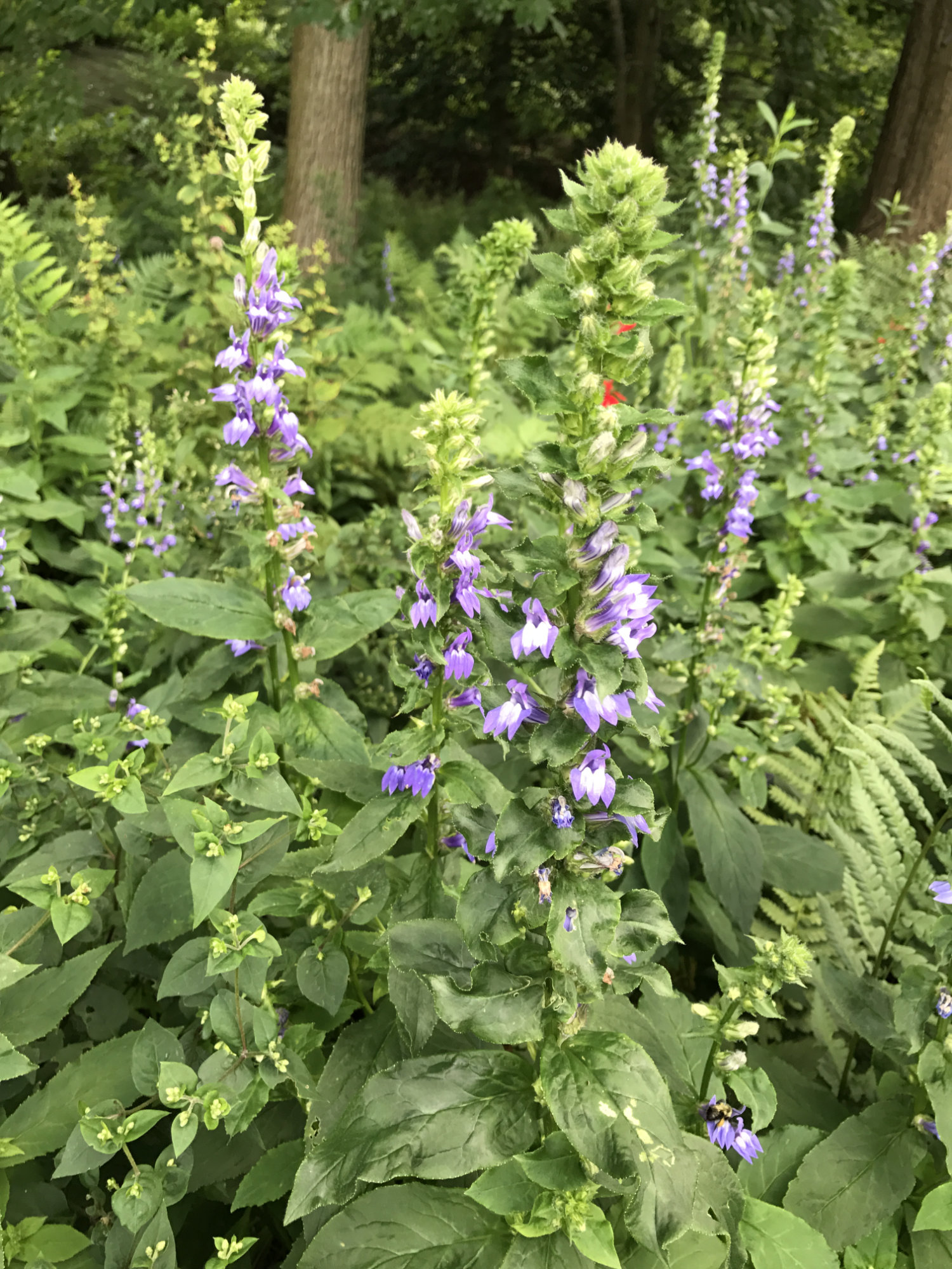 Lobelia_siphilitica