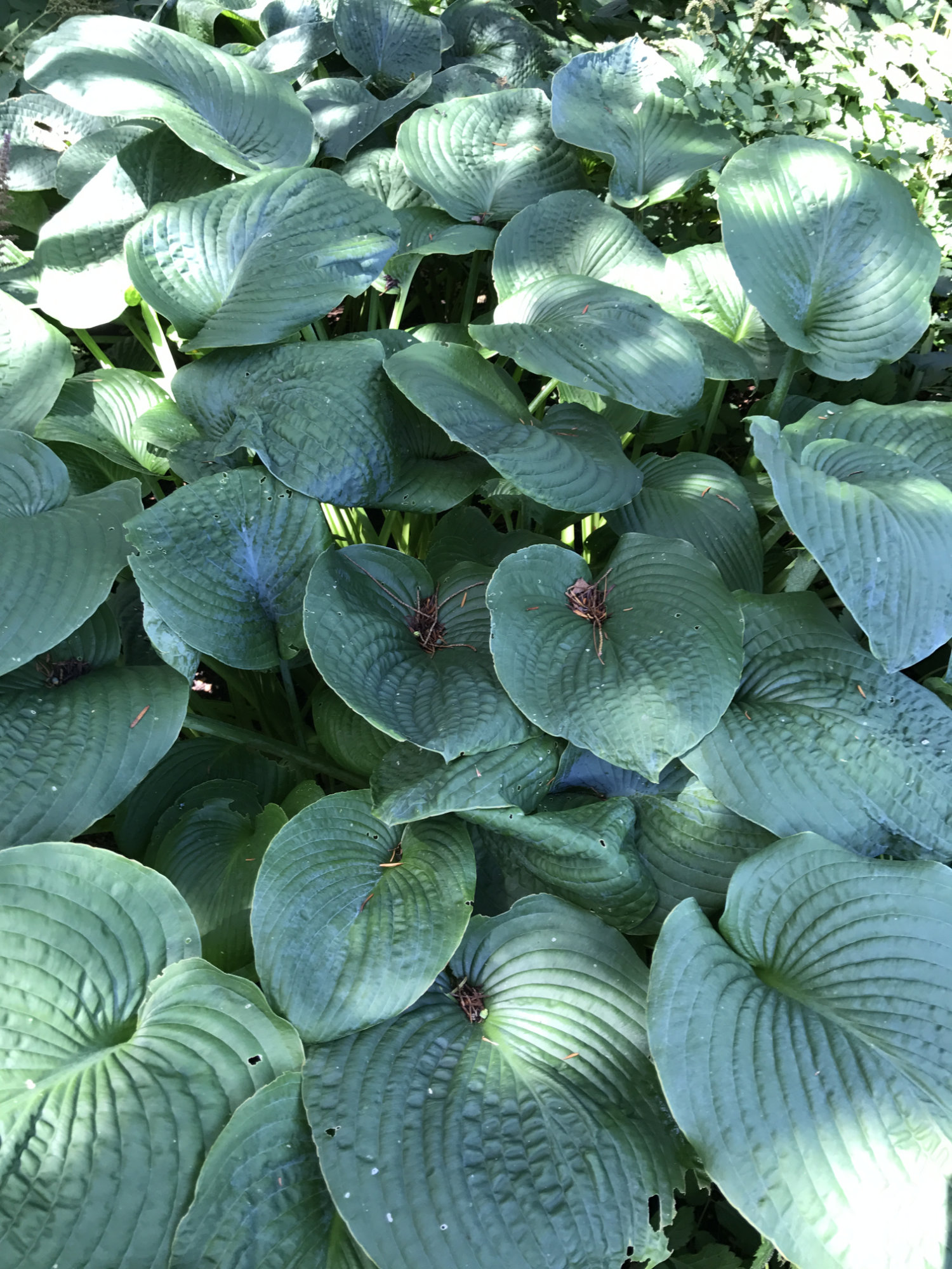 Hosta sieboldiana var. elegans