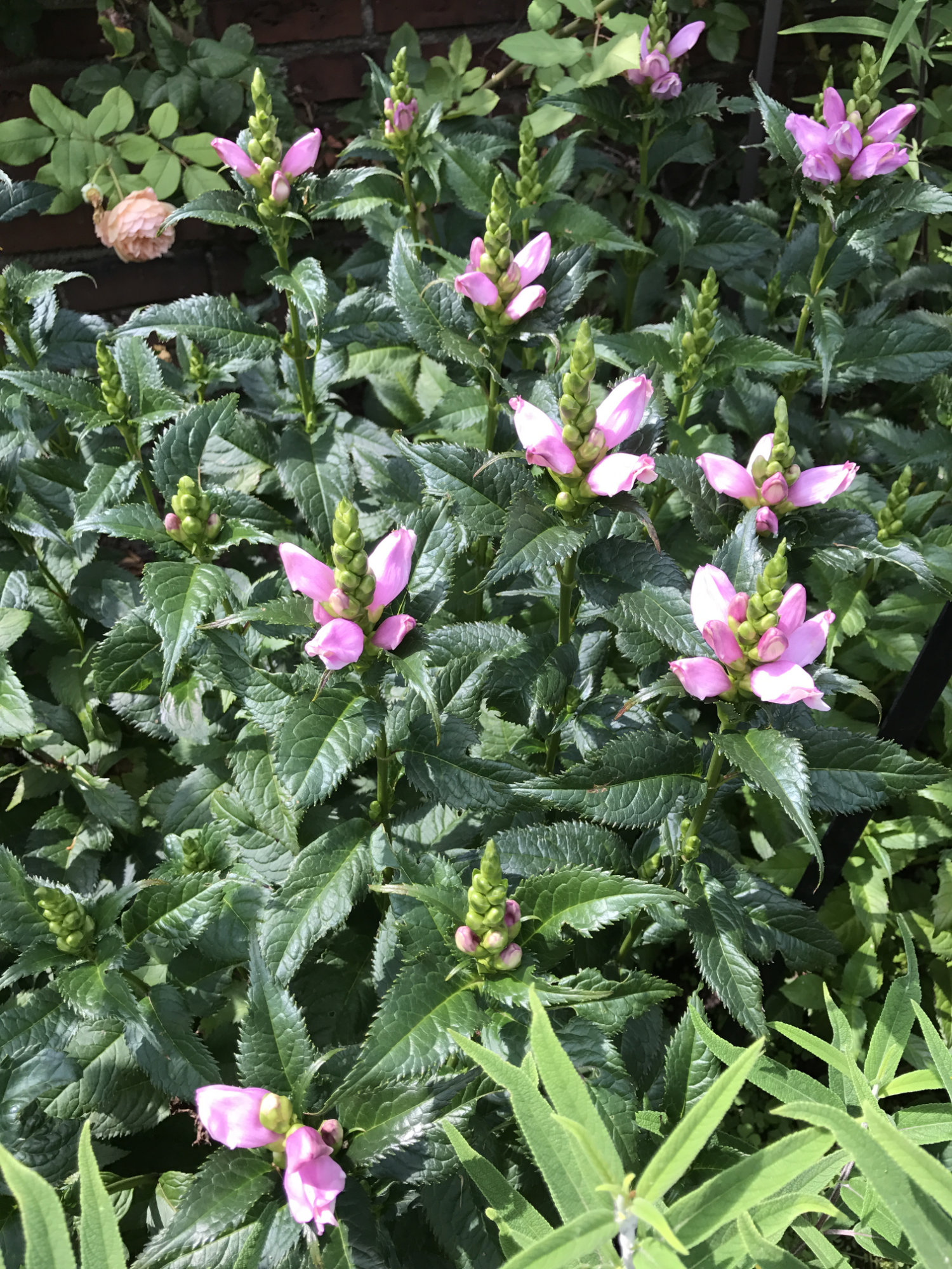 Chelone lyonii 'Hot Lips'