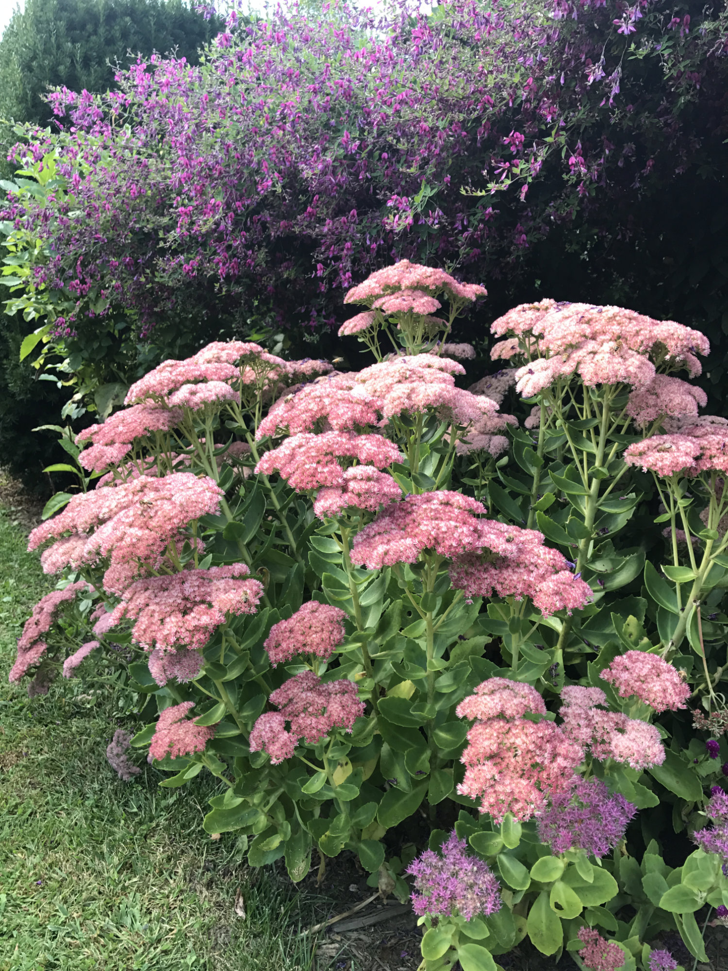 Sedum 'Autumn Joy'