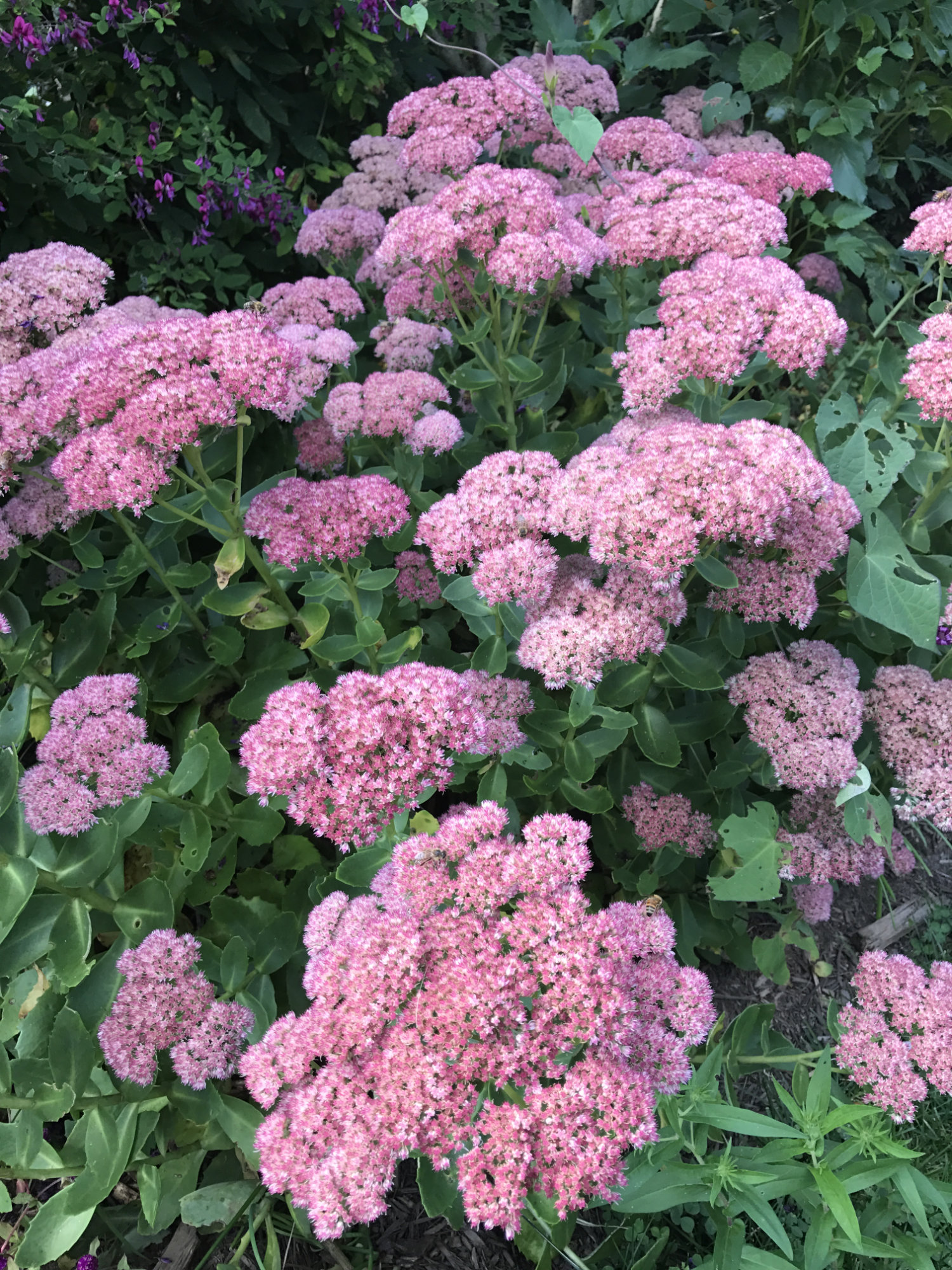 Stonecrop Sedum 'Autumn Joy'