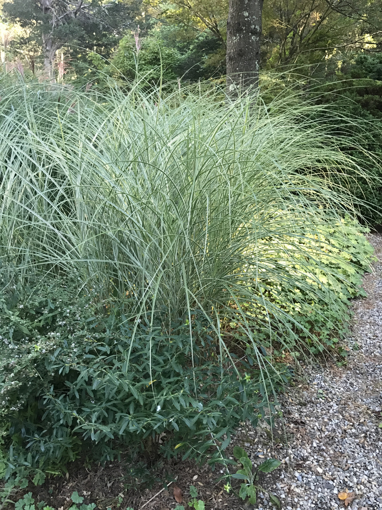Miscanthus sinensis 'Morning Light'