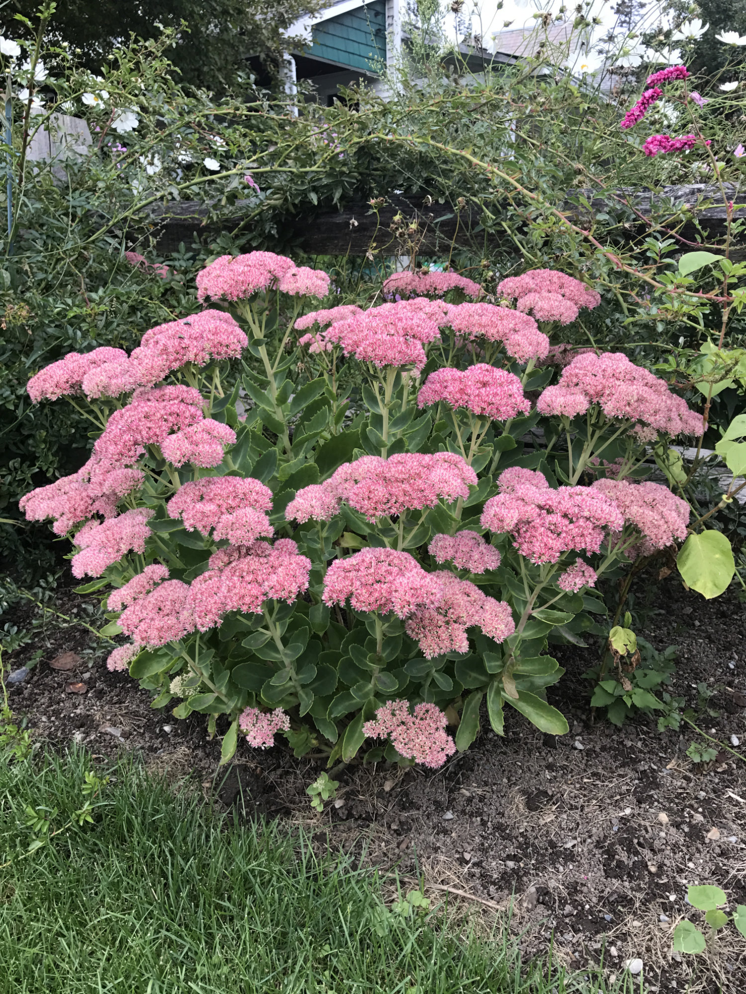 Sedum 'Autumn Joy'