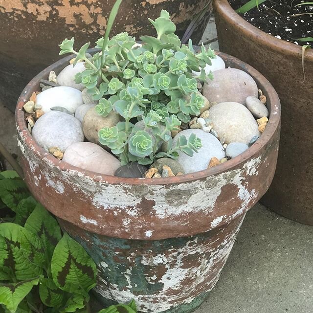 I jammed my monster Sedum sieboldii into the ground last fall after I took it out of the red ceramic pot it was in all summer, not expecting much, and forgot all about it. Rediscovered it as it was waking up this spring, and now it has a new summer h