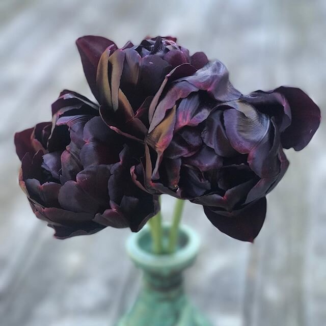 Tulip 'Black Hero'. I cut these DAYS AGO and they still look brand new. They last forever. And they're ridiculously beautiful. This is one of my absolute faves, and that's something, considering that I stare at Tulip photos all day. #tulip #tulips #blackhero #cutflowers