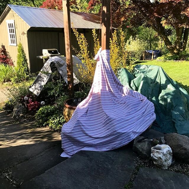 Got down in the 30s last night, so before we went to bed we built a sea of bedsheets and tarps and overturned buckets. Everything seems to have muscled through! Whew. #frostscare #tenderlittleplants #nailbiter #itseffinglatemay #gimmeabreak #coldests