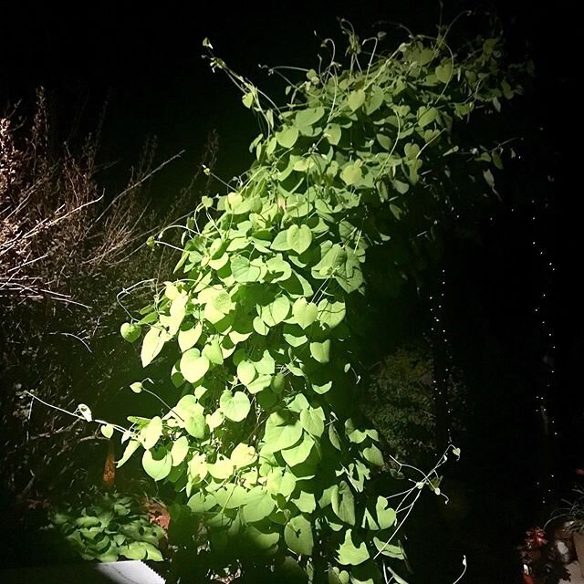 Late last night, out to let the dog pee...the Dutchman's pipe froze in its tracks...I'd caught it trying to take over the world. #aristolochia #dutchmanspipe #bentonworlddomination #reachingout