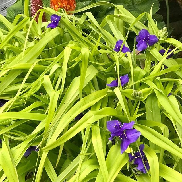 Tradescantia 'Sweet Kate' starting to bloom. It really is this fabulously blinding. And you'd think you'd hate that, but it goes with EVERYTHING. #tradescantia #sweetkate #neonyellow #flourescent #royalblue #burnyourretinas #intense