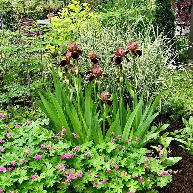 Mystery irises in the island bed. Have no idea where I got them or when I planted them. It's all a blur. #iguessilikeirises #iris #geranium #miscanthus #thalictrum