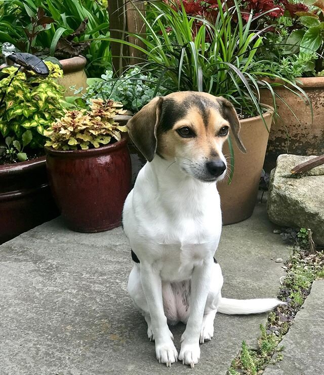 Our garden buddy. She walks through the seedlings without a care, gobbles up anything remotely edible, and chases the squirrels at full blast with no hope of ever catching them. Then she stops for a moment to just sit and sniff the breeze. She's irresistible. #daisyisagoodgirl #puppylove #ratterrierbeaglemix #snugglypuppy #alwayssearchingforbunnies #canieatthat #imgonnaeatthat #isitdinnertime #icoulduseacookie #pleeeeeease #imhungry