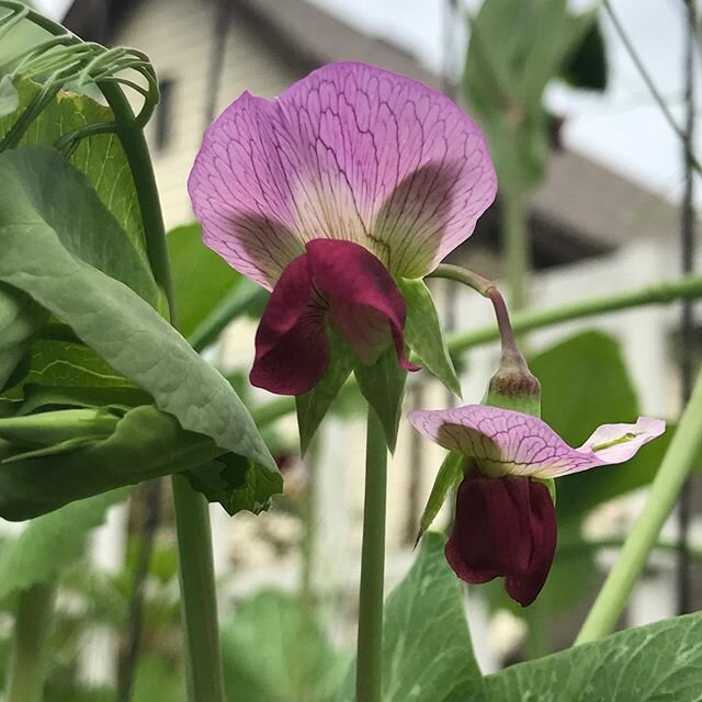 'Spring Blush' peas blooming! Can't wait for the pods. #peas #peasplease #prettyveggies #springblush